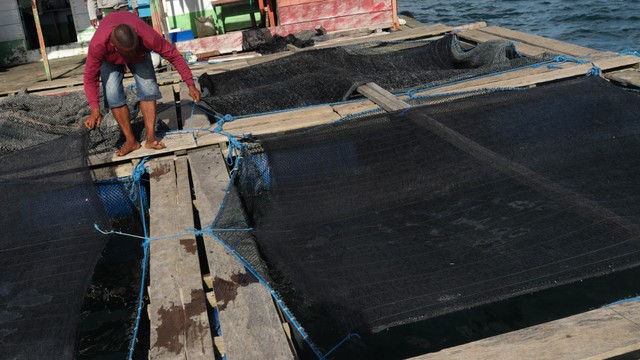 Keramba Ikan dan Lobster di Pulau Seira Foto: Fanny Kusumawardhani/kumparan