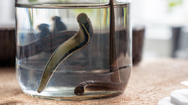 Lintah  (Foto: Thinkstock)