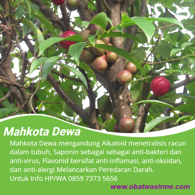 obat wasir cream
