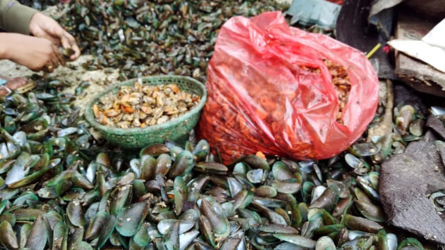Kerang hijau dari Teluk Jakarta. (Foto: Utomo Priyambodo/kumparan)