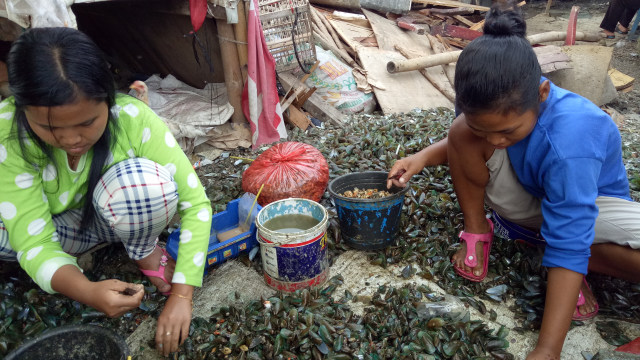 Membersihkan kerang hijau. (Foto: Sattwika Duhita/kumparan)