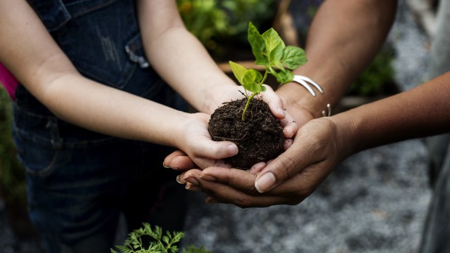 Ilustrasi menanam pohon -  gen z dan perubahan iklim Foto: Shutter Stock