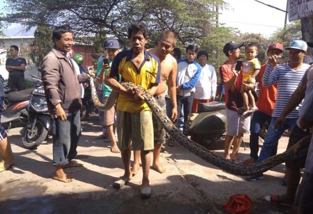 Ular Piton Sepanjang 4 Meter Hebohkan Warga Desa Nogosari, Pasuruan