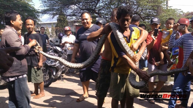 Pemangsa Ternak, Ular Piton 4 Meter ditangkap Warga Nogosari
