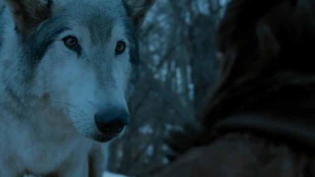 Husky Nymeria di Game of Thrones (Foto: http://gameofthrones.wikia.com/)