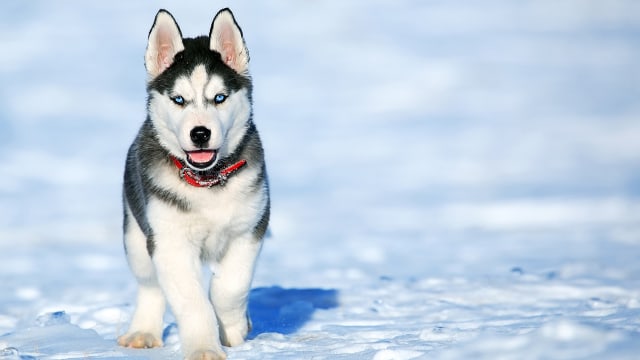 Anjing Siberian Husky (Foto: Pexels)