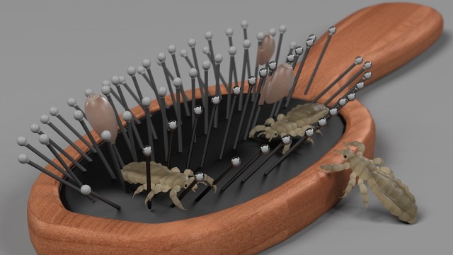 Kutu di sisir. (Foto: Thinkstock)