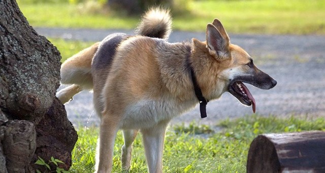 Mengapa Anjing Mengangkat Kakinya Ketika Kencing?