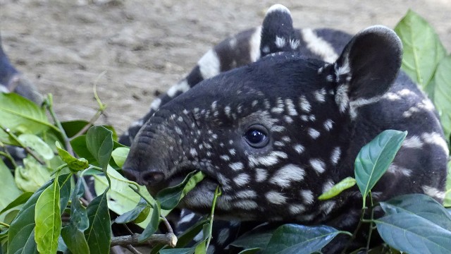 Kelahiran bayi tapir di Bandung (Foto: ANTARA FOTO/Agus Bebeng)