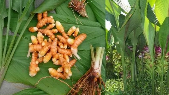 7 Peluang Usaha Agribisnis dengan Peluang Sukses Besar