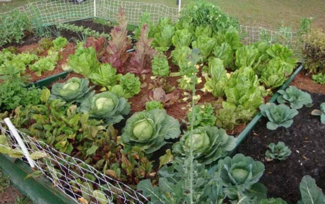 7 Peluang Usaha Agribisnis dengan Peluang Sukses Besar (1)