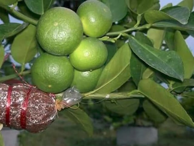 7 Peluang Usaha Agribisnis dengan Peluang Sukses Besar (2)