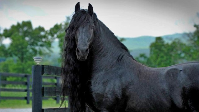 Frederick kuda paling tampan sedunia. (Foto: Facebook/frederikthegreatfriesianstallion)