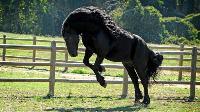 Frederick punya banyak fans di seluruh dunia. (Foto: Facebook/frederikthegreatfriesianstallion)