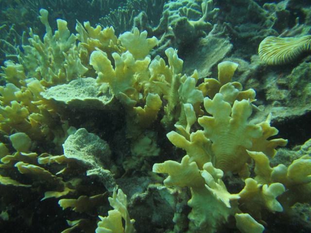 Kisah dari Karimunjawa, Bertemu Pak Zen (4)