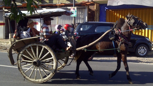 Ilustrasi Kuda Delman (Foto: commons.wikipedia.org)