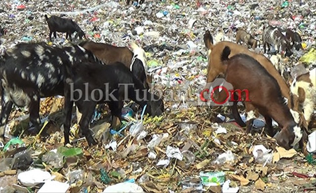 Banyak Kambing Liar Pemakan Sampah, Konsumen Jangan Salah Pilih