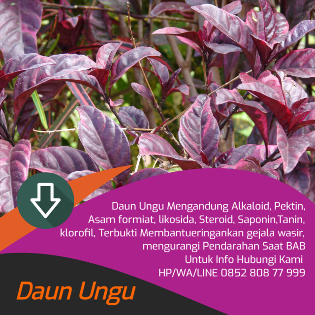 obat wasir pada anak 4 tahun