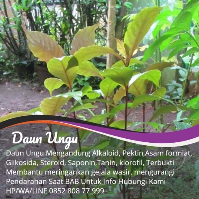 obat wasir untuk anak 2 tahun (1)
