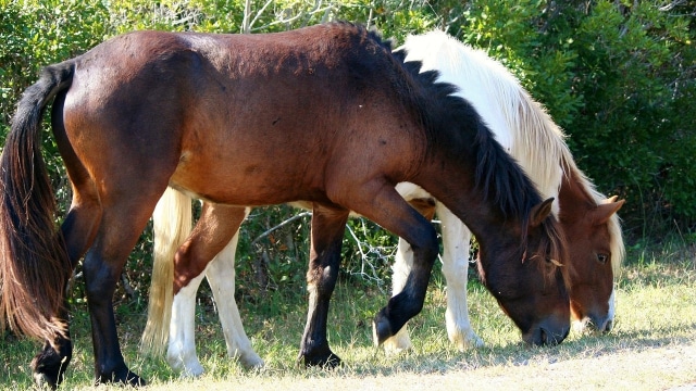 Ilustrasi kuda (Foto: pixabay)