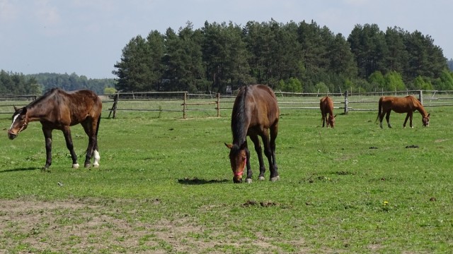 Ilustrasi Kuda di Padang Rumput (Foto: pixabay)