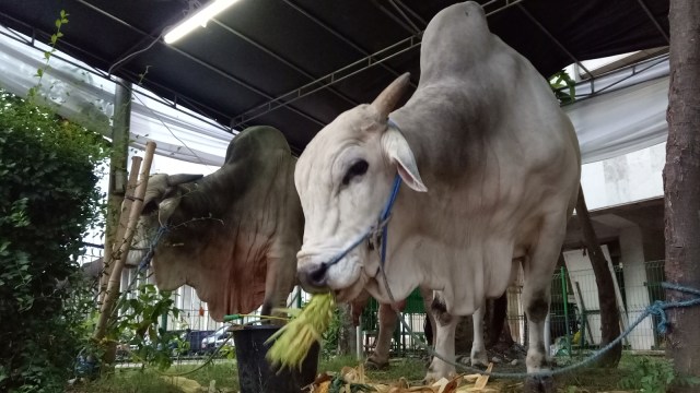 Sapi kurban Jokowi dan JK (Foto: Kevin Kurnianto/kumparan)