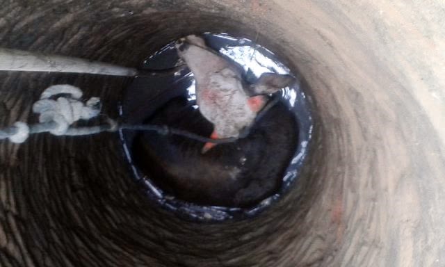 Hewan kurban masuk ke sumur di Pasar Pedurungan. (Foto: Dok. Kantor SAR Semarang)