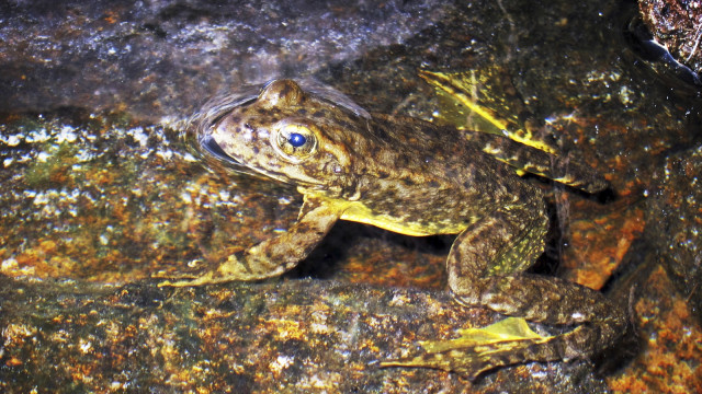 Katak gunung liar berkaki kuning  (Foto: AP)