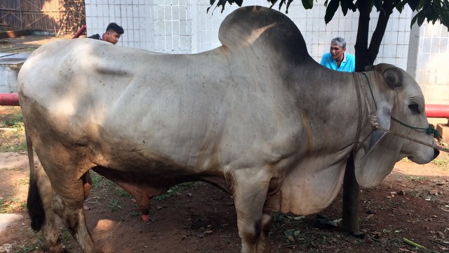 Sapi kurban dari Mentan. (Foto: Kelik Wahyu/kumparan)