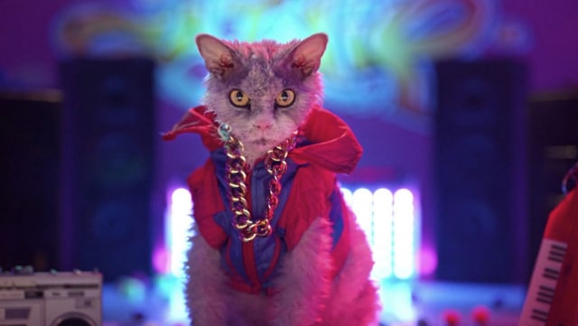 Kucing Sangar dan Anti Lucu Sekarang Resmi Jadi Model