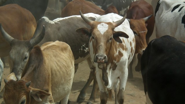 Sapi jenis Brahman (Foto: Wikimedia Commons)