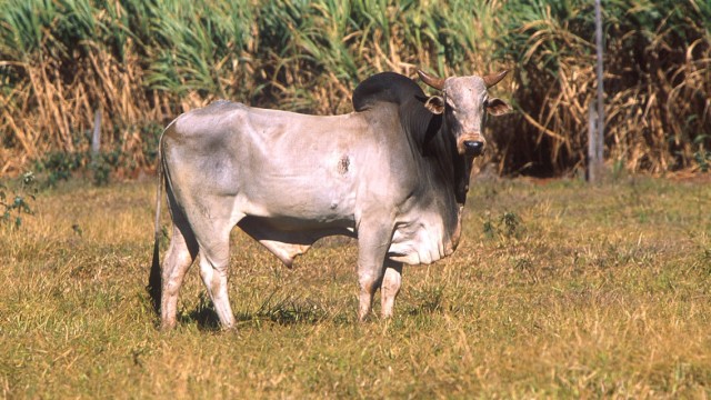 Sapi jenis Brahman (Foto: Wikimedia Commons)