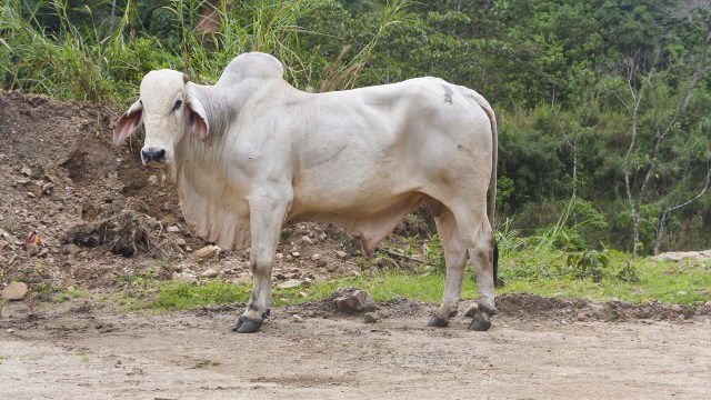 Sapi jenis Brahman (Foto: Shutterstock)