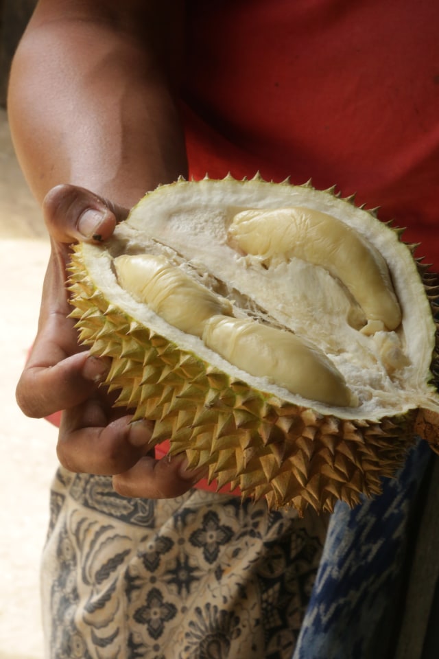 Tabanan, Surga Durian Enak Di Pulau Bali. (3)