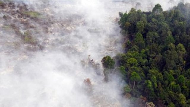 Kebakaran Hutan Riau 2015 (Foto: ANTARA)