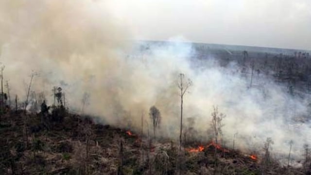 Kebakaran Hutan Riau 2015 (Foto: ANTARA)