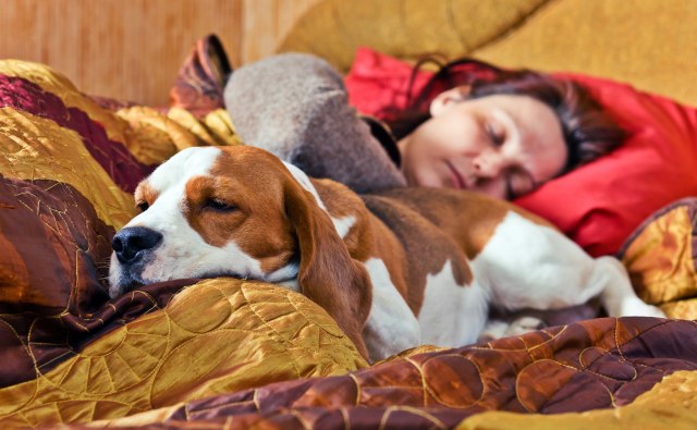 Ilustrasi tidur bersama anjing. (Foto: Thinkstock)
