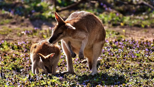 Kanguru (Foto: Pixabay)