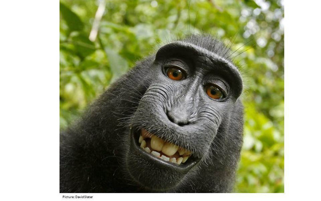 Ketetapan Hukum Hak Cipta Foto Selfie Monyet Akhirnya Dikeluarkan