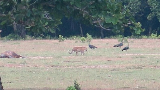 Hewan diduga Harimau Jawa di TNUK (Foto: Dokumentasi Taman Nasional Ujung Kulon)