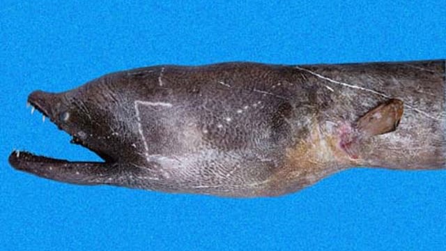 Aplatophis Chauliodus (Foto: Dok. fishbase.org)