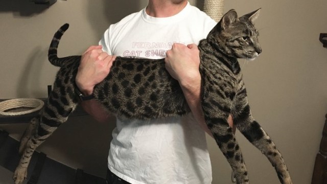 Arcturus Aldebaran Powers (Foto: Edward Pevos/Ann Arbor News via AP)