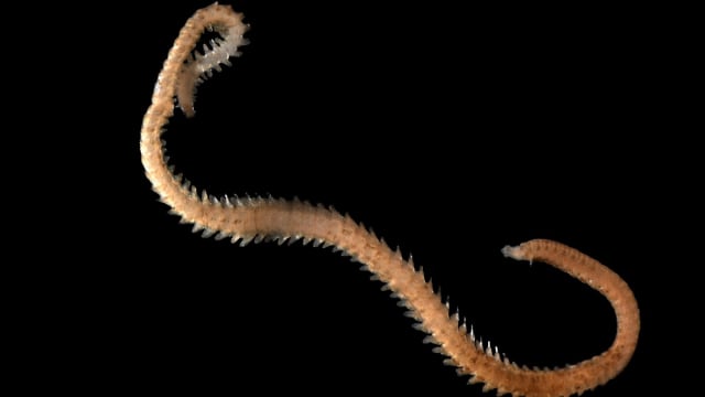 Ilustrasi Cacing Laut (Foto: Wikimedia Commons)