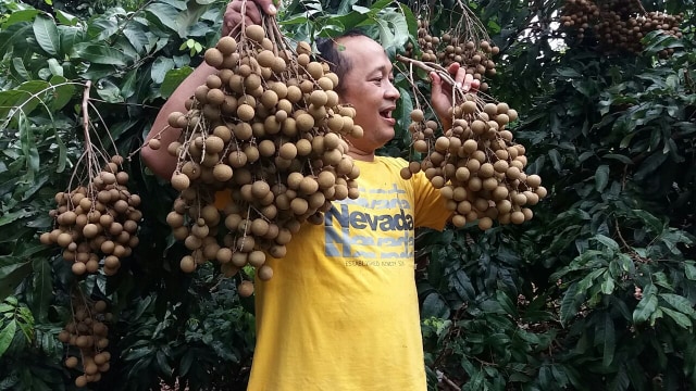 Lengkeng yang Diproduksi di Batang, Jawa Tengah (Foto: Dok. Yusron Hadi Nugroho)