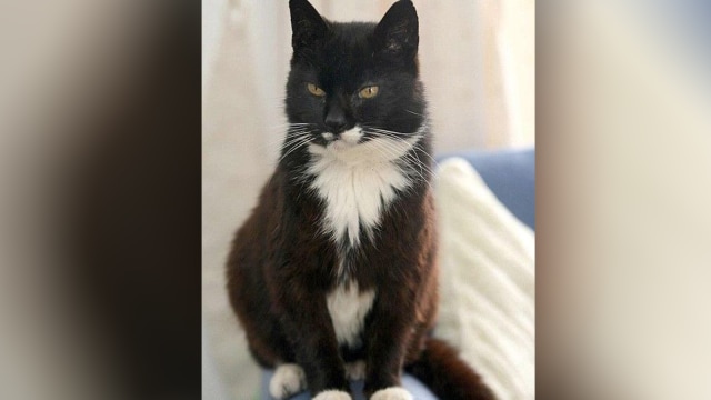 Creeme Puff (Foto: wikipedia)