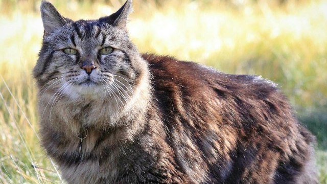 Kucing Corduroy (Foto: Instagram.com/@oldeslivingcat)