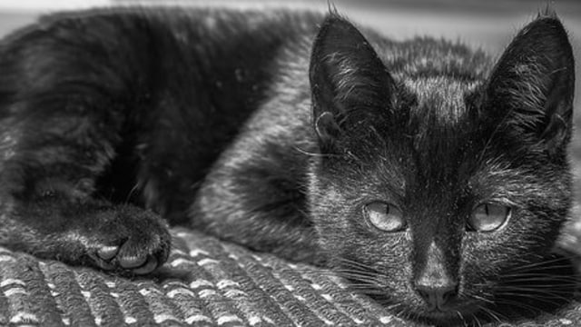 Tiffany Two (Foto: wikipedia)