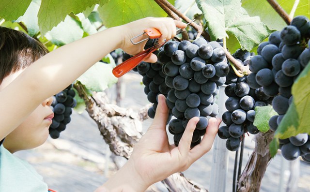 Surga Para Pecinta Buah Anggur: Yeongdong Grape Festival