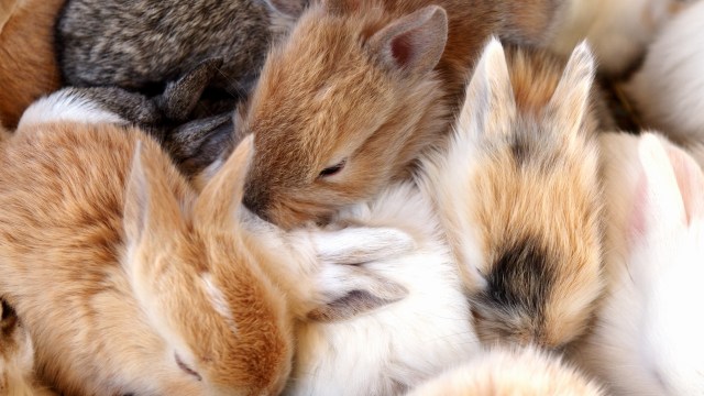 Kelinci (Foto: Shutterstock)