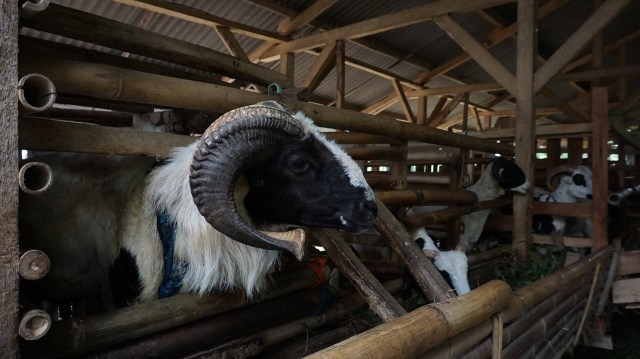 Lentera Bumi Nusantara (Foto: Resnu Andika/kumparan)